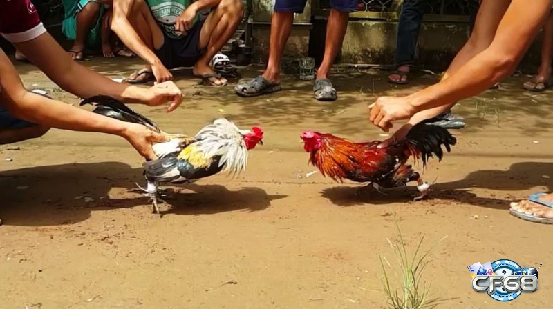 Quy tắc cơ bản trong luật đá gà cựa sắt mà bạn cần nhớ 
