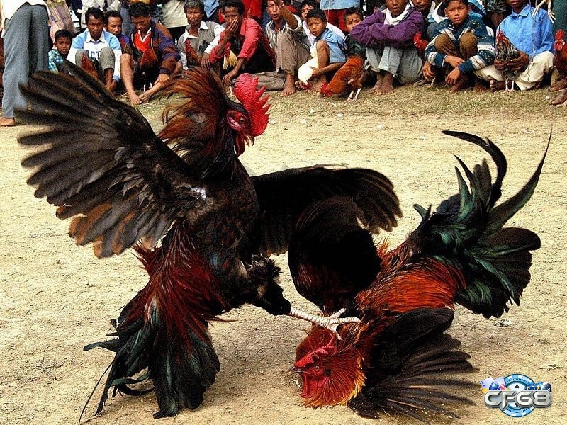 Đá gà cựa sắt là trò chơi thú vị được nhiều người yêu thích 