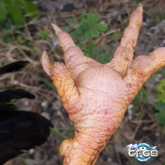 Thức ăn giàu protein – Chìa khóa phục hồi cựa gãy nhanh chóng!