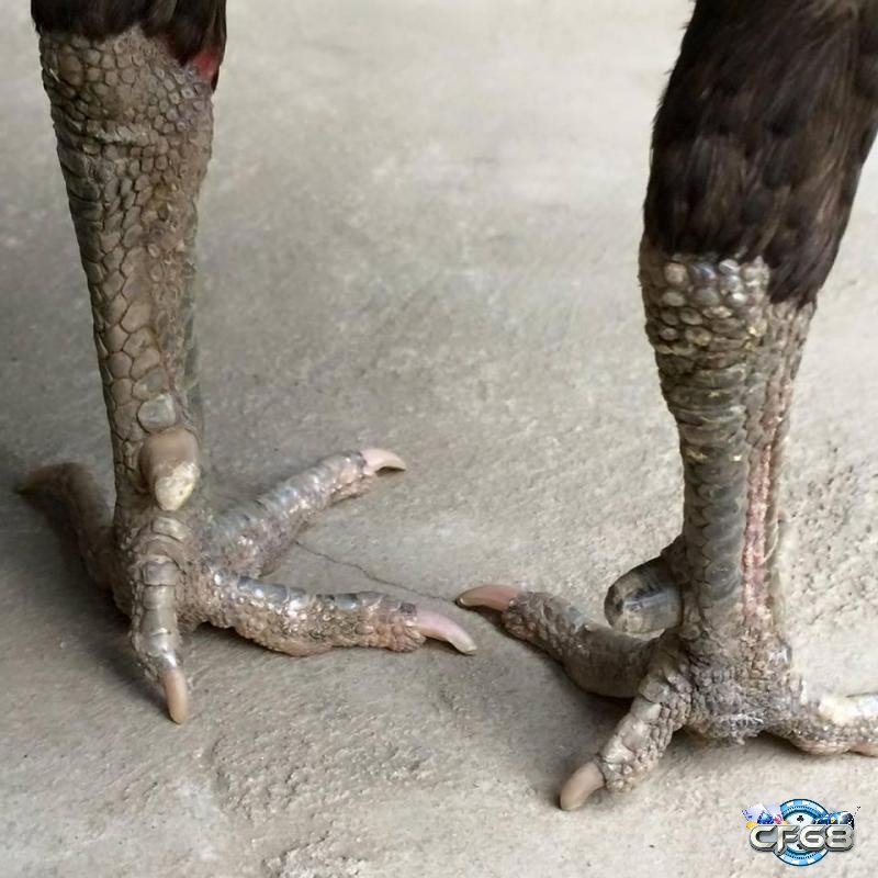 Không gian yên tĩnh, nền mềm là yếu tố then chốt giúp gà mau lành thương trong cách chữa gà bị gãy cựa