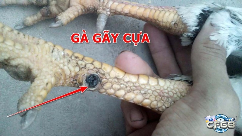 Cuộc chiến giành lãnh thổ giữa các chiến kê có thể để lại hậu quả nghiêm trọng – gãy cựa là một trong số đó